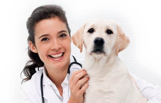 Figtree Vet with Dog