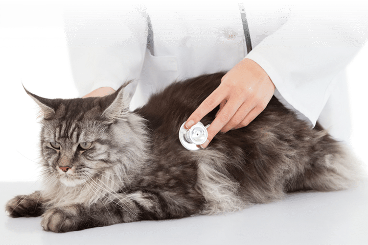 Cat Having A Checkup