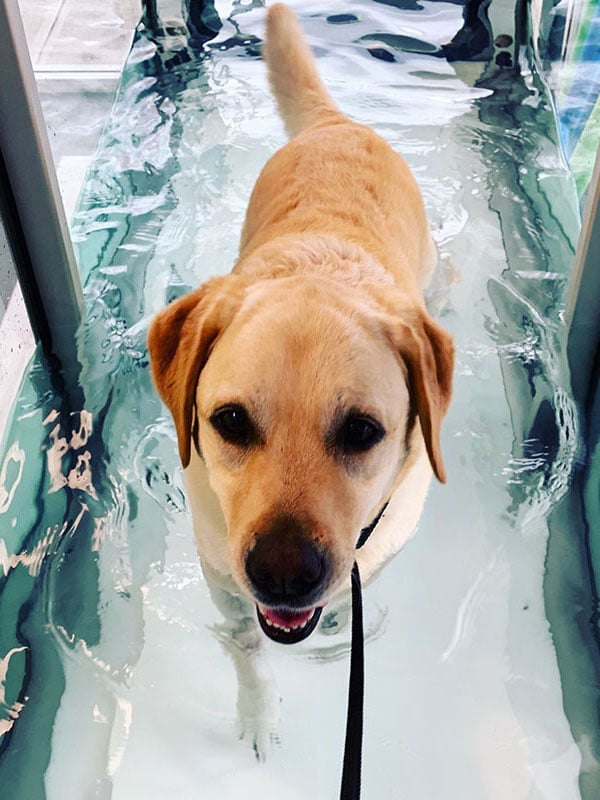 Dog Using Hydrotherapy in Wollongong, NSW