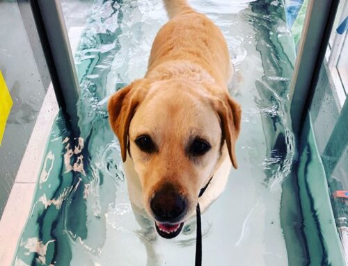 Benefits Of Dog Hydrotherapy