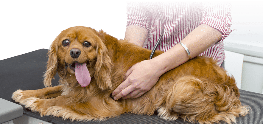 Dog in Wollongong Vet Clinic