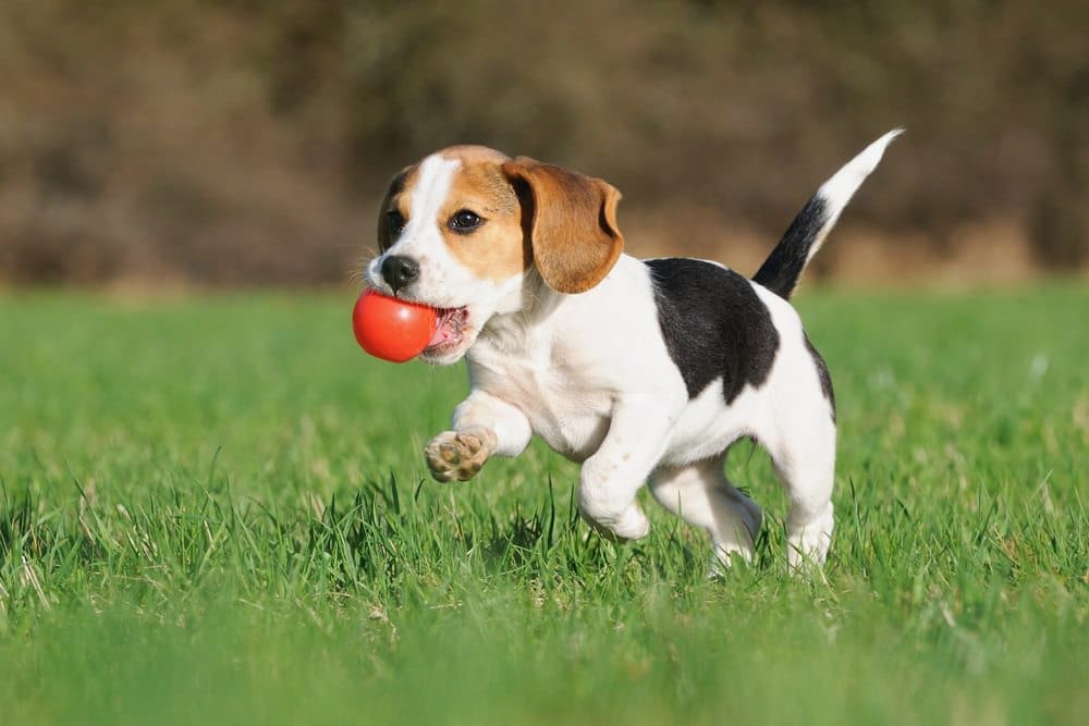 beagle puppy running with ball - Illawarra Animal Hospital puppy preschool