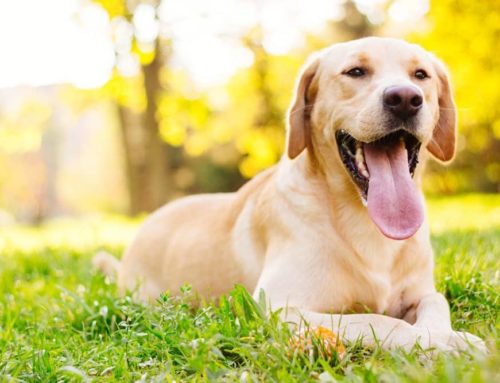 Everything You Should Know to Protect Your Pup Against Parvo