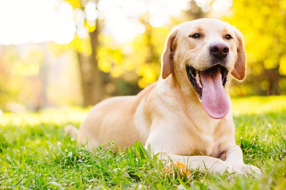 smiling white labrador dog in green grass