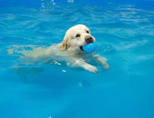 Selecting The Right Hydrotherapy Service For Your Pet