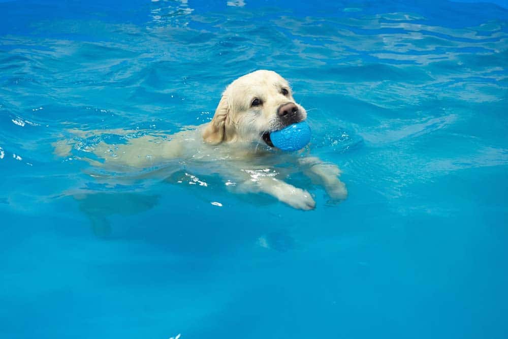Pet Rehabilitation Through Hydrotherapy
