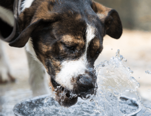 Tips For Your Furry Friends Safety This Summer